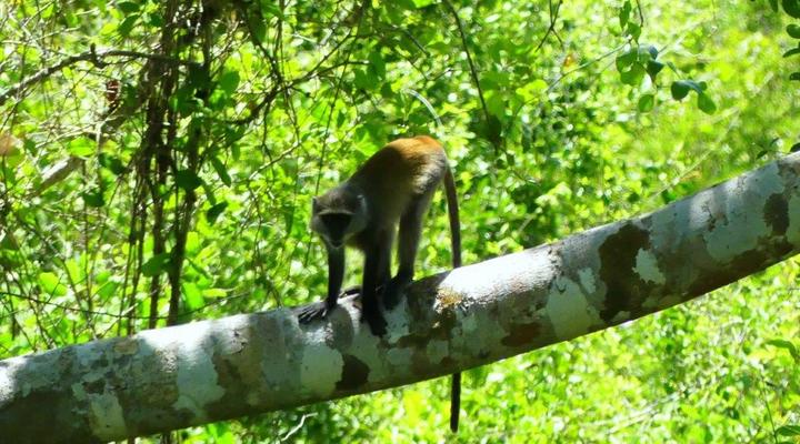 Wami River Bush Retreat (Kisampa)