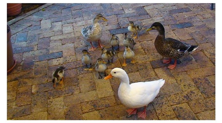 Marina Waterside Holiday Home