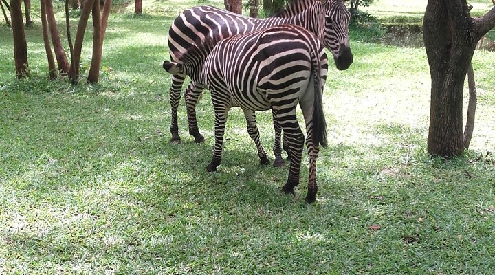 Kaazmein Lodge & Resort