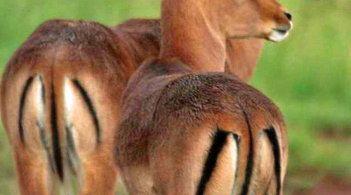 Ekukhuleni Bushveldt Farm Cottages