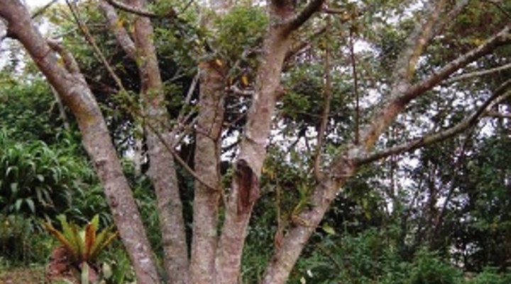 Aloe Ridge Bed and Breakfast