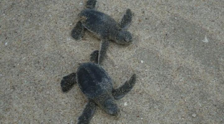 Nic's Tented Lodge - Mkoma Bay