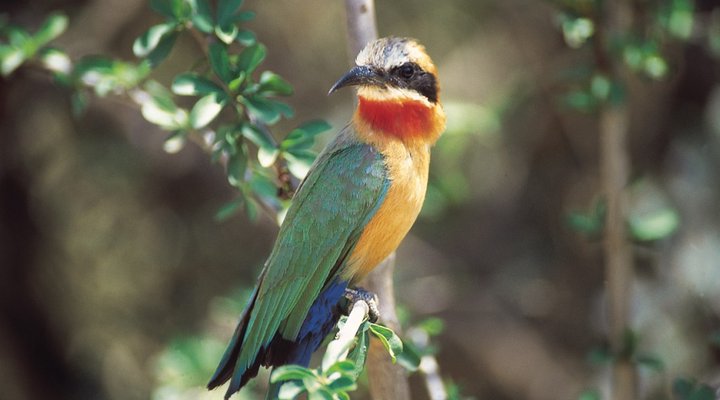 Lokovhela Mountain Cottage