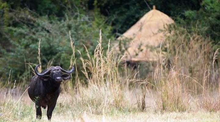 Kuyenda Bushcamp