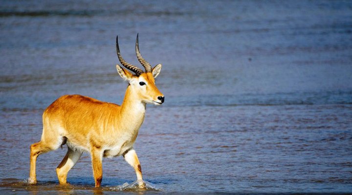 Zungulila Bushcamp