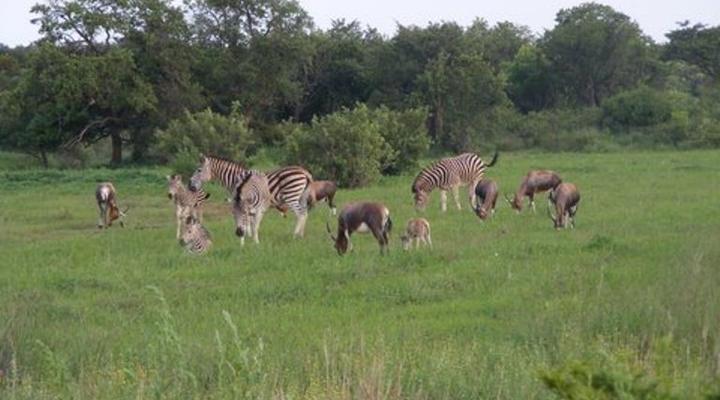 Magalies Wild Game Farm