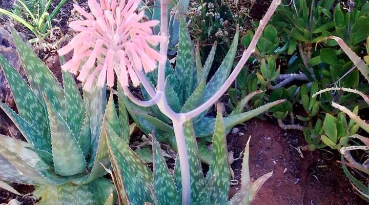 Oma Miemie's Accommodation