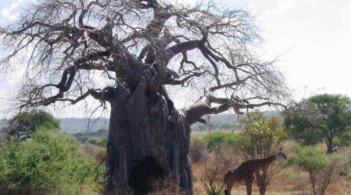 Tarangire River Camp