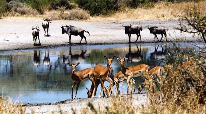 Tarangire River Camp