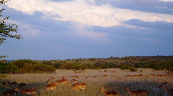 Rametsi Eco Game Farm