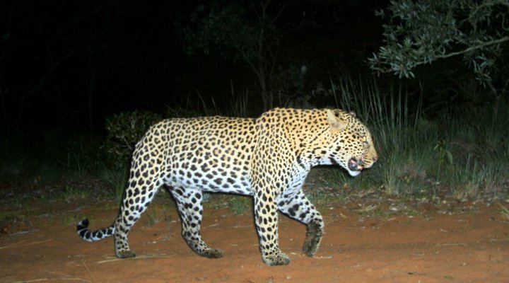 Sigurwana
