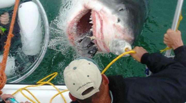 Gansbaai Lodge and Backpackers