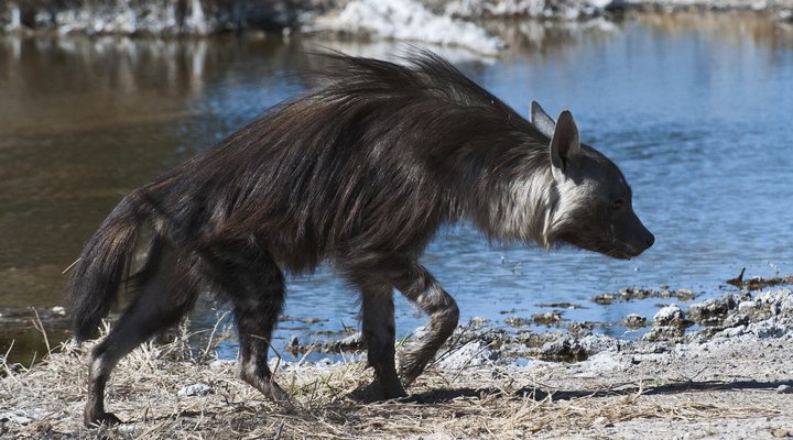 Wilderness Safaris Kalahari Plains Camp