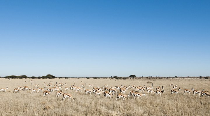 Wilderness Safaris Kalahari Plains Camp