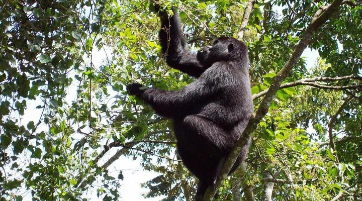 Clouds Mountain Gorilla Lodge