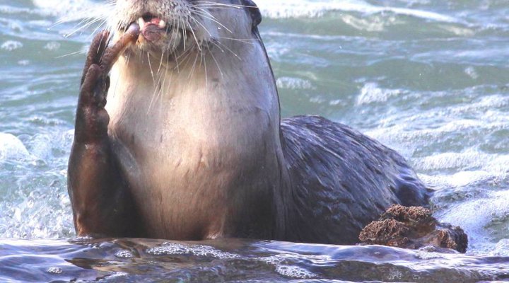 Oyster Bay Beach Lodge