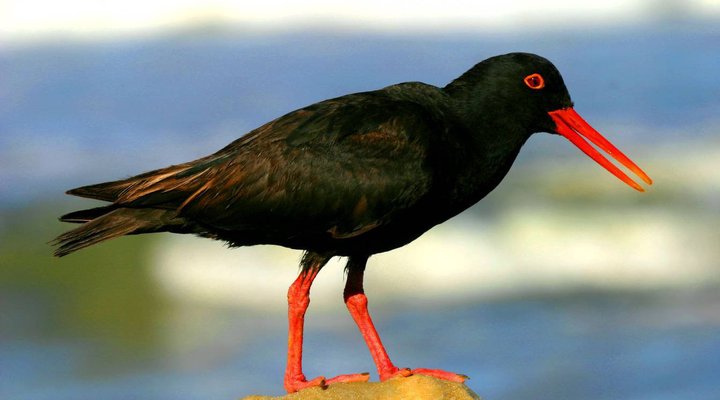 Oyster Bay Beach Lodge