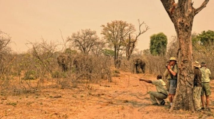 Footsteps Across the Linyanti