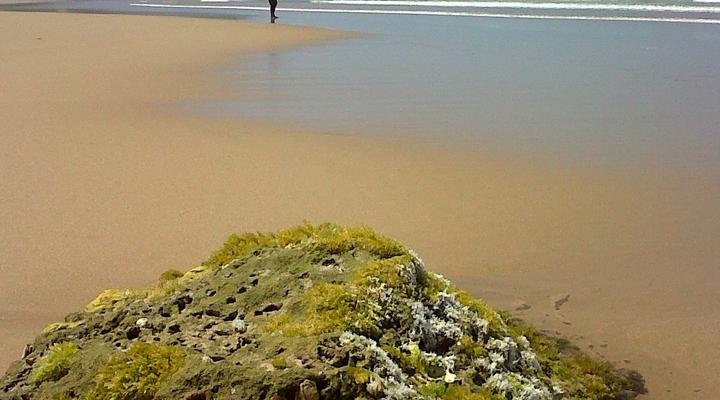 Blue Dolphin Guest Suite