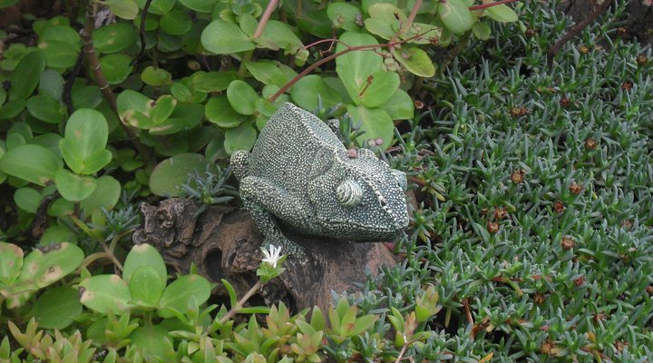 Aloe Ridge Bed and Breakfast