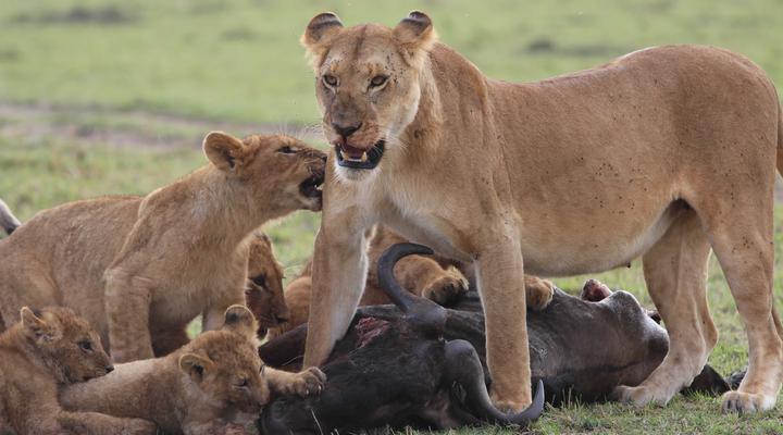 Rhino Tourist Camp Masai Mara