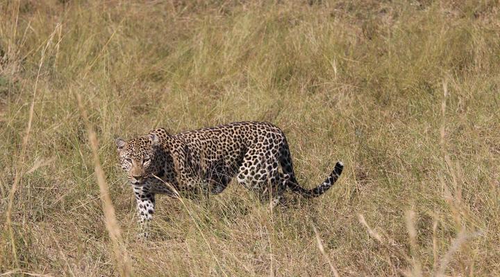 Rhino Tourist Camp Masai Mara
