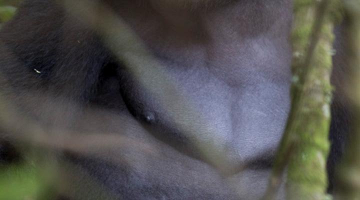 Clouds Mountain Gorilla Lodge