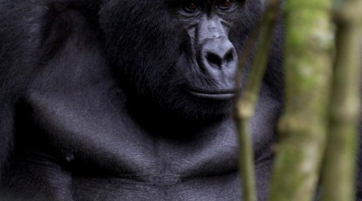 Clouds Mountain Gorilla Lodge