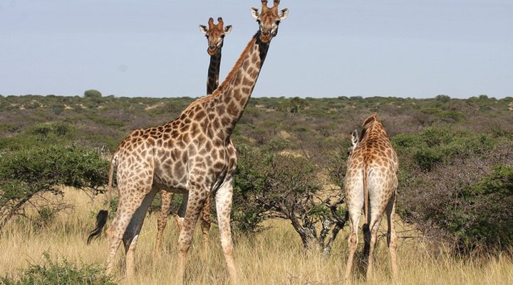 Wag 'n Bietjie Gou-Gou