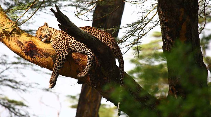Sarova Lion Hill Lodge