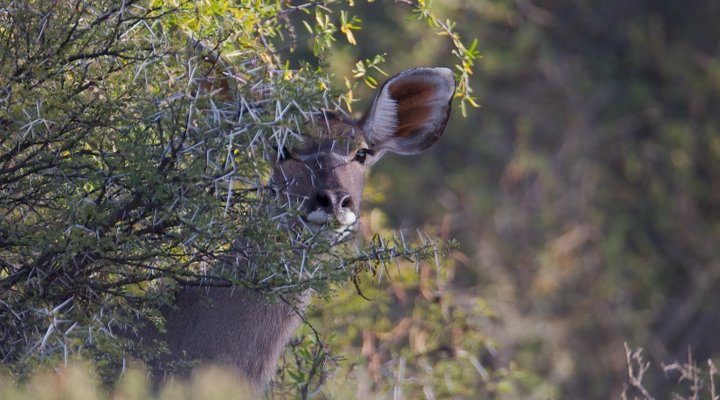 Van Rooyenskraal Guest Farm