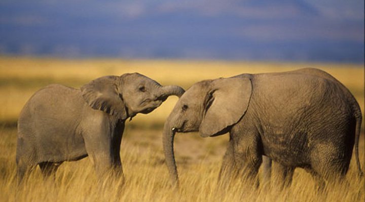 Ruaha River Lodge
