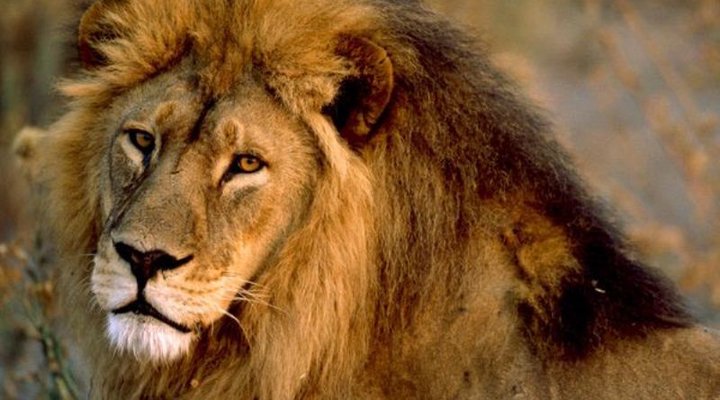 Ruaha River Lodge