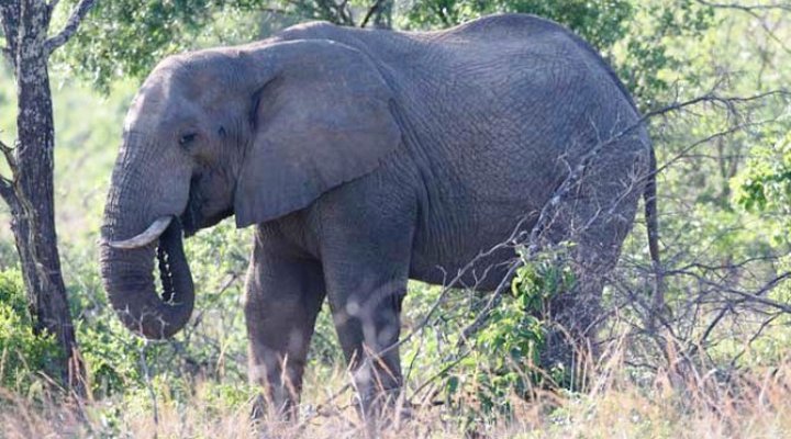 Wild Ivory Eco Lodge