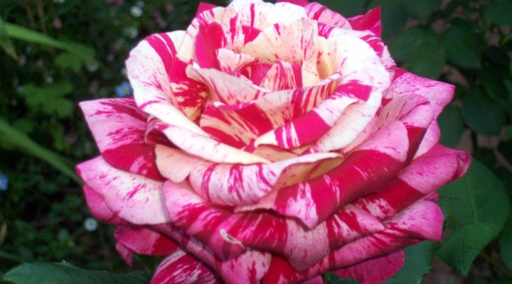 Mhambi - The Traveller B&B