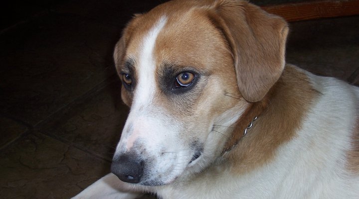 Mhambi - The Traveller B&B