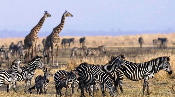 Katavi Wildlife Camp