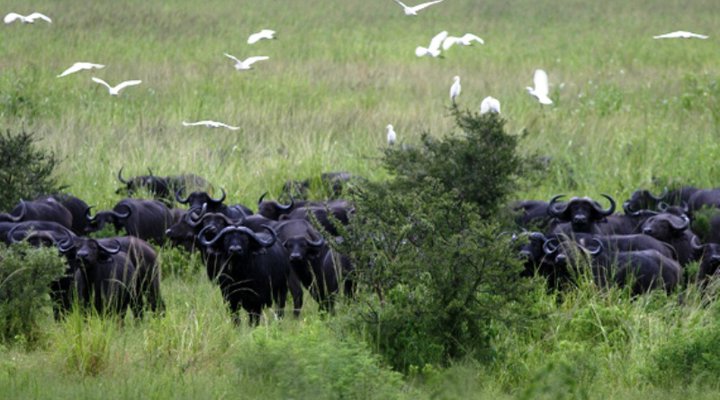 Katavi Wildlife Camp