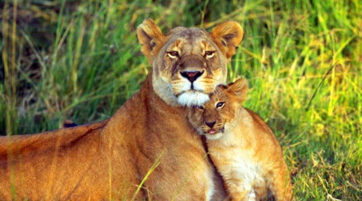 Katavi Wildlife Camp