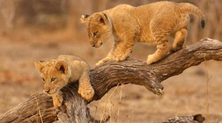 Lion Camp