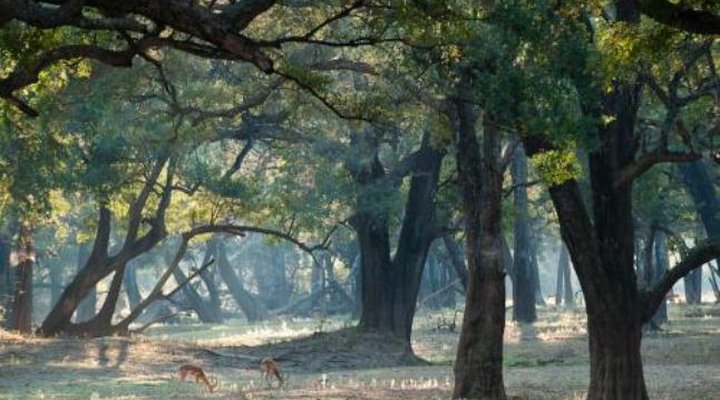 Lion Camp