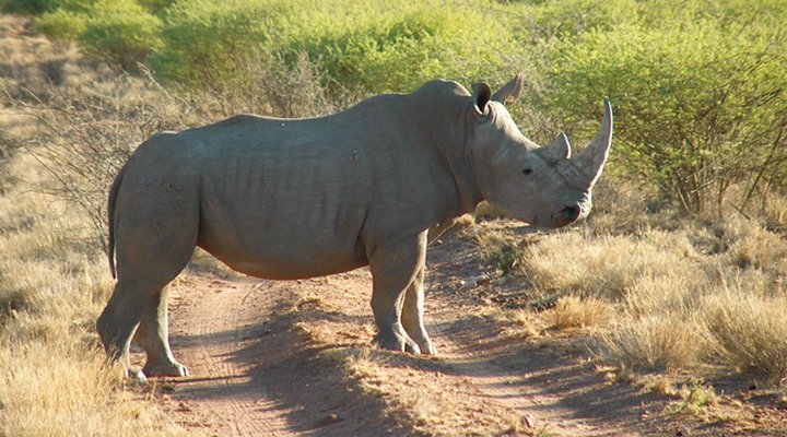 Okambara Elephant Lodge