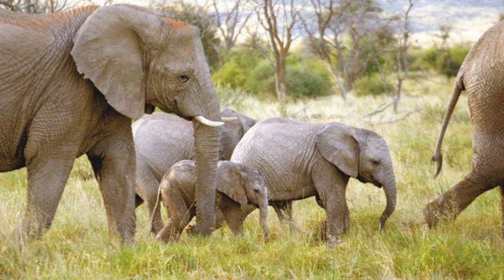 Okambara Elephant Lodge