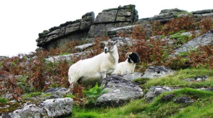 Middle Tremollett House