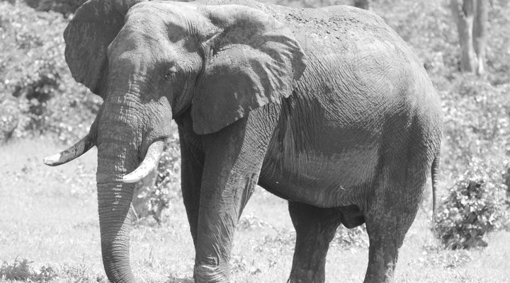 Nehimba Safari Lodge