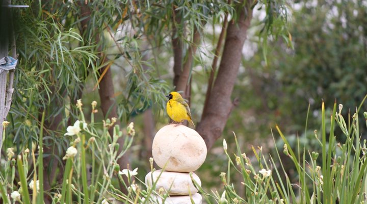 Karoo Cottage McGregor