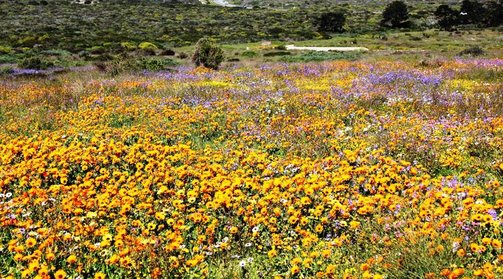 On the Beach 1, Langebaan, 2-sleeper