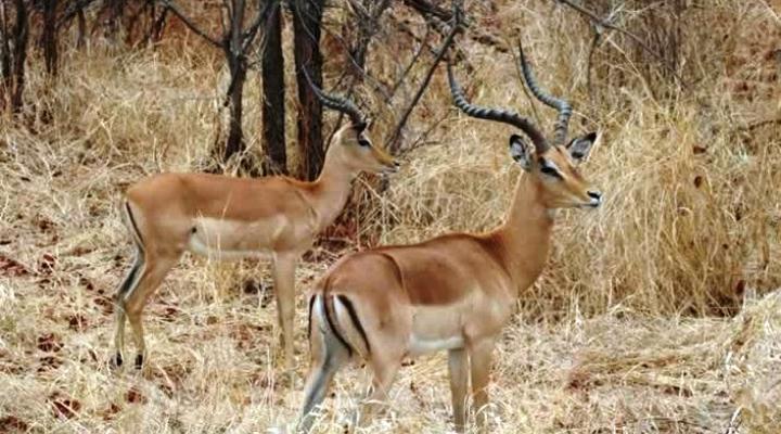 Chengeta Safari Lodge