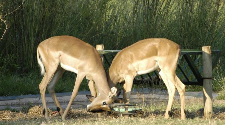 Bambelela Wildlife Care & Guest Farm