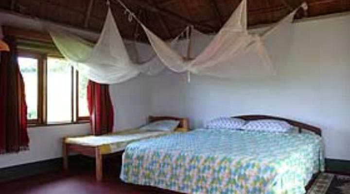 Chimpanzee Forest Guest House